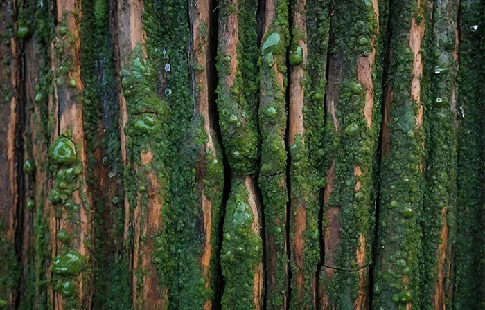 Dark Woods Bark Wallpaper Detail